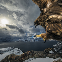 cekidot-gansis-foto-menakjubkan-para-pemenang-nature-photographer-of-the-year-20019