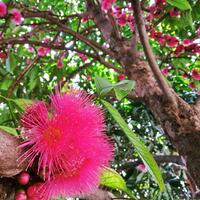 akibat-ulah-xiaomi--kita-harus-ucapkan-terima-kasih