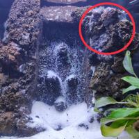 aquascape-for-everyone-learning-and-sharing---part-3