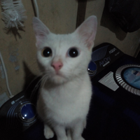 fakta-menarik-seputar-odd-eye-kucing-dengan-mata-beda-warna-yang-perlu-kamu-ketahui