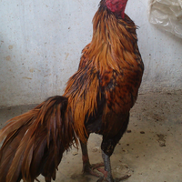 ponsel-kamera-dengan-megapiksel-tinggi-belum-tentu-hasilnya-bagus-yuk-kita-kulik-cuy