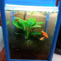 aquascape-for-everyone-learning-and-sharing---part-3