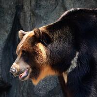 5-tips-melindungi-diri-dari-beruang