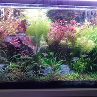 aquascape-for-everyone-learning-and-sharing---part-3