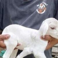 kambing-berkaki-lima-bikin-geger-warga-pemilik-ini-keajaiban-buat-saya