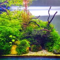 aquascape-for-everyone-learning-and-sharing---part-3