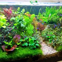 aquascape-for-everyone-learning-and-sharing---part-3