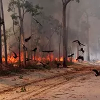 burung-penyebab-kebakaran-hutan-koq-bisa