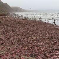 hebohkan-warga-ribuan-ikan-penis-terdampar-di-pantai-california