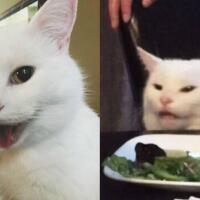10-potret-smudge-kucing-selebriti-yang-viral-jadi-bahan-meme