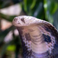 kenali-ciri-ciri-umum-ular-berbisa