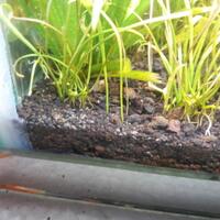 aquascape-for-everyone-learning-and-sharing---part-3