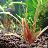 aquascape-for-everyone-learning-and-sharing---part-3