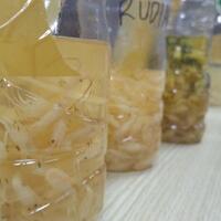 edhy-prabowo-gaspol-rencana-buka-ekspor-benih-lobster