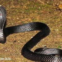 ini-tips-mencegah-dan-menghadapi-ular-kobra