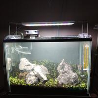 aquascape-for-everyone-learning-and-sharing---part-3