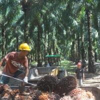 program-500-ribu-hektar-psr-bpdp-ks-wujudkan-sdgs-untuk-petani-sawit-indonesia