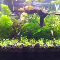 aquascape-for-everyone-learning-and-sharing---part-3