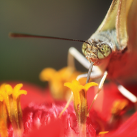 wildlife-fotografi