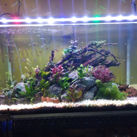 aquascape-for-everyone-learning-and-sharing---part-3