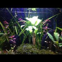 aquascape-for-everyone-learning-and-sharing---part-3