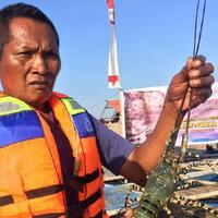 di-depan-edhy-prabowo-nelayan-kecam-rencana-ekspor-benih-lobster
