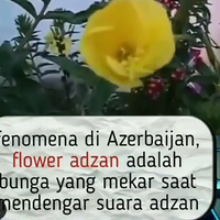 fenomena-bunga-adzhan-yang-hanya-ada-di-negara-azerbaijan-lihat-keistimewaan-lain