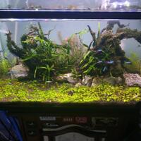 aquascape-for-everyone-learning-and-sharing---part-3