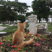 kucing-ini-viral-ia-duduk-diatas-makam-majikan-nya-yang-telah-wafat