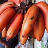5-varietas-pisang-unggul-paling-enak-di-indonesia