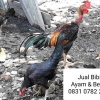 mengenal-ayam-jawa-super-joper