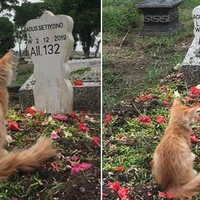 kucing-setia-yang-patah-hati-saat-tahu-pemiliknya-meninggal-dunia