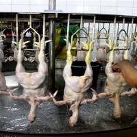 foto-foto-berikut-memperlihatkan-betapa-kejamnya-perlakuan-manusia-pada-hewan