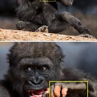viral-jari-tangan-gorila-ini-mirip-manusia-begini-penampakannya