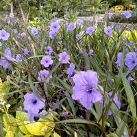 fresh-chapter-of-dear-diary