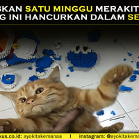 tragis-habiskan-satu-minggu-merakit-lego-hancur-sekejap-di-tangan-kucing-ini