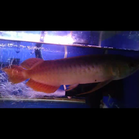 arowana--new-thread----part-1