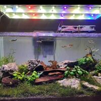 aquascape-for-everyone-learning-and-sharing---part-3