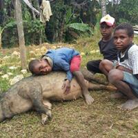 demi-perdamaian-lindungi-babi-papua-dari-virus-afrika