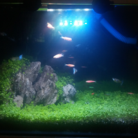 aquascape-for-everyone-learning-and-sharing---part-3