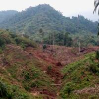 perambahan-hutan-dan-tambang-emas-ilegal-marak-di-aceh