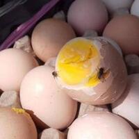 hati-hati-ditemukan-pabrik-kue-menggunakan-bahan-dasar-telur-busuk