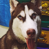 new-siberian-husky-lovers---read-page-1-for-update---part-2