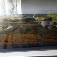 aquascape-for-everyone-learning-and-sharing---part-4