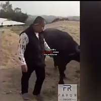 heboh-sapi-menolak-disembelih-berlutut-dan-menangis-warganet-iba-dan-menebusnya