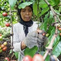 mengapa-menjadi-pilihan-para-petani-di-sinjai