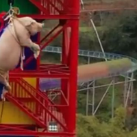 tampilkan-aksi-babi-bungee-jumping-taman-hiburan-di-china-panen-kecaman