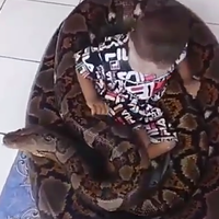 media-sosial-digegerkan-bayi-bermain-dengan-ular-raksasa-netijen-histeris-meringis
