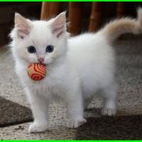 viral-video-pemuda-pamer-bakar-kucing-dan-makan-dagingnya