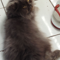 makna-tersembunyi-dibalik-15-kebiasaan-kucing-yang-sering-kita-lihat